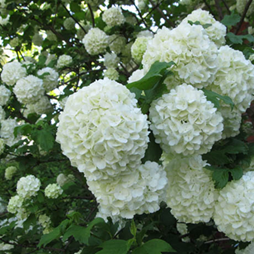      Po (Viburnum Boulle-de-neig / Viburnum opulus Roseum)